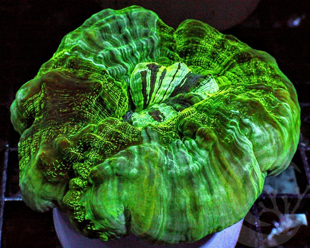 Mottled Green Acanthophyllia