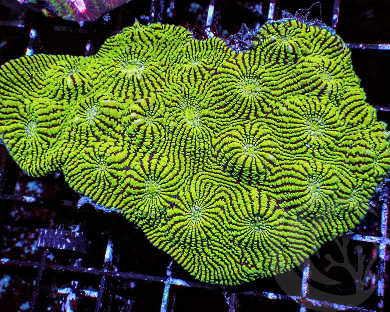 Convict Goniastrea