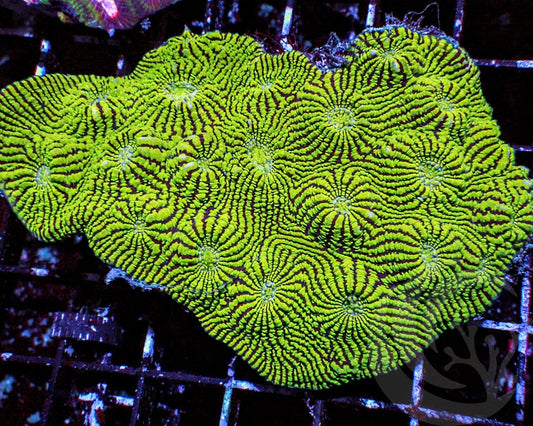 Convict Goniastrea