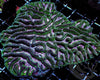 Minted Maze Brain