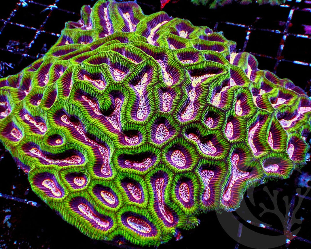 CENTERPIECE Pink Maze Brain