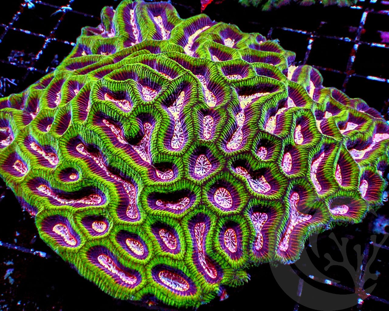 CENTERPIECE Pink Maze Brain