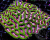 CENTERPIECE Pink Maze Brain