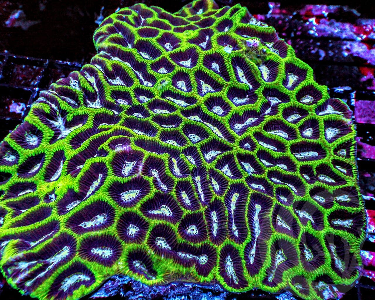 CENTERPIECE Blue-Purple Maze Brain