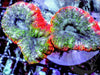 Red Rim Lobophyllia