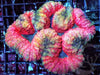 MultiColor Lobophyllia