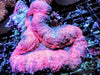 Pink Lobophyllia