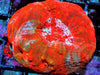 Red Master Acan bowerbanki