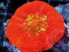 Red Scolymia