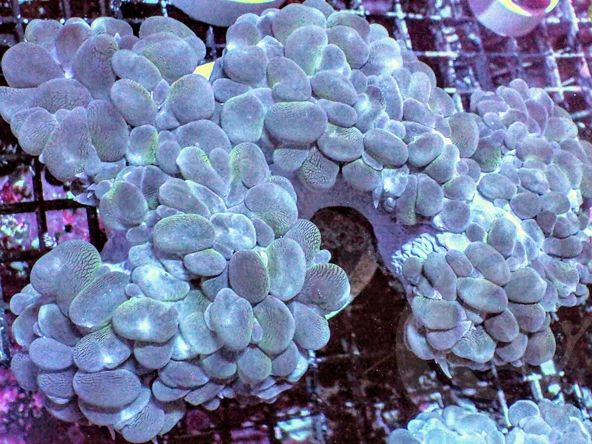 Jumbo Bubble Coral