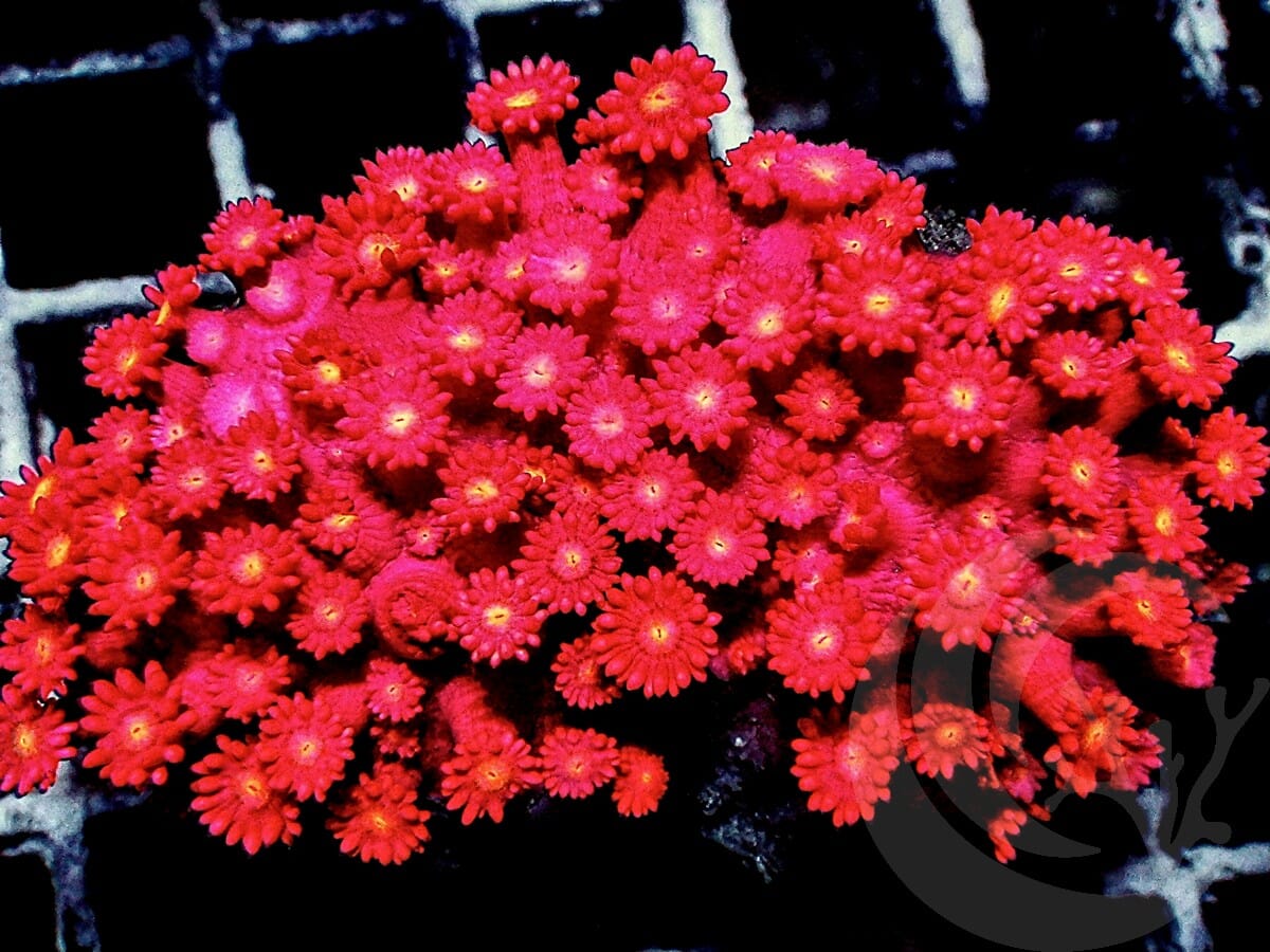 Yellow Belly Lava Goniopora