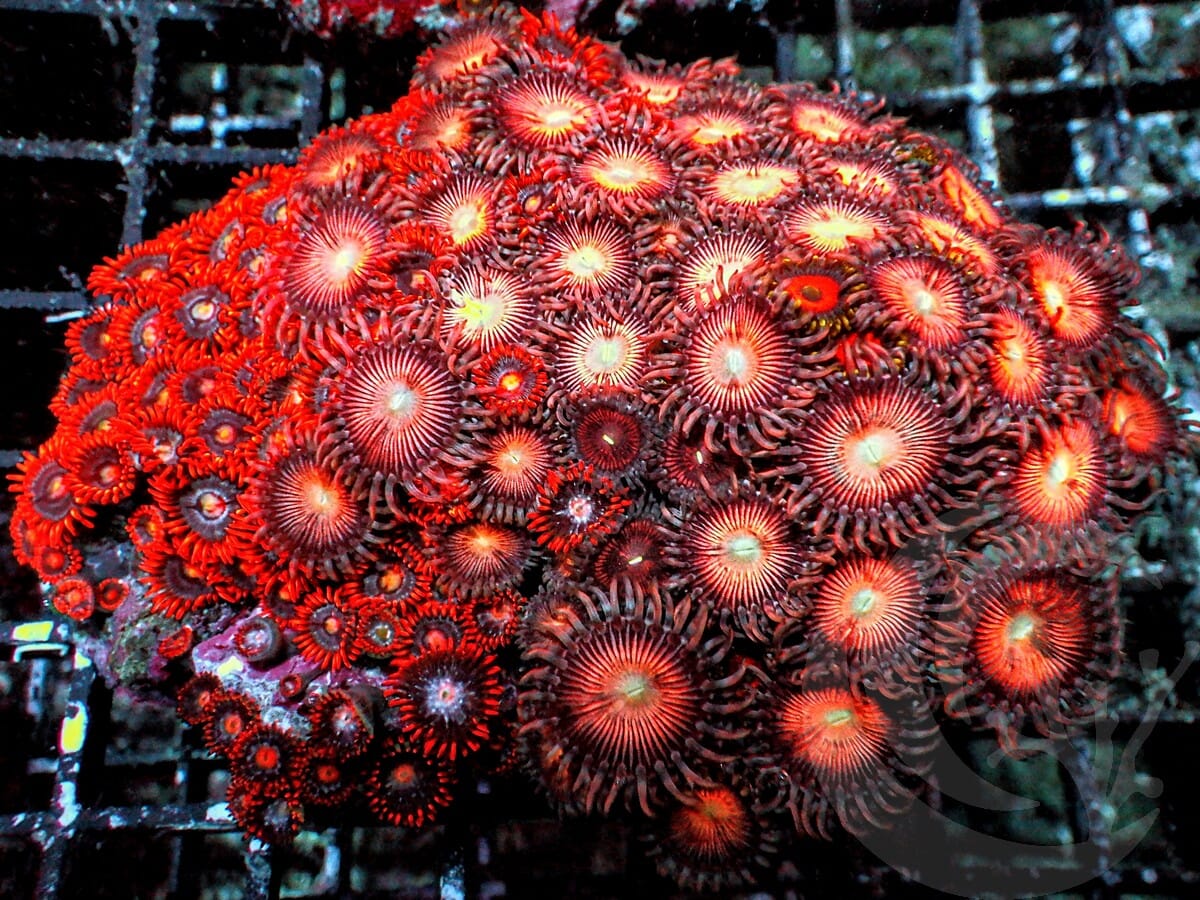 Ultra Zoanthid Combo