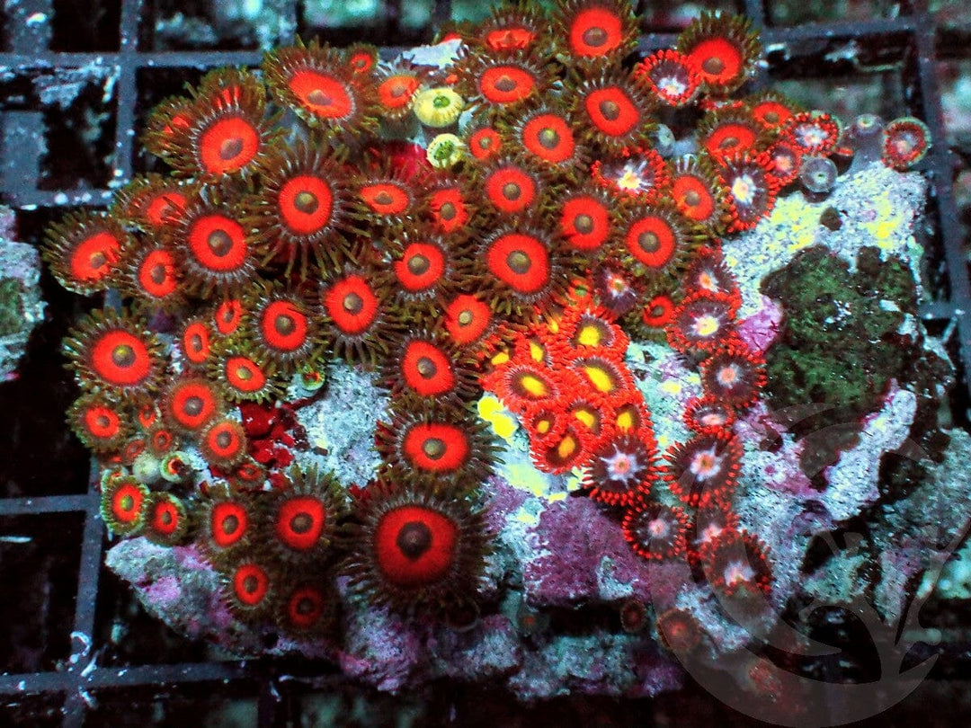 Ultra Zoanthid Combo