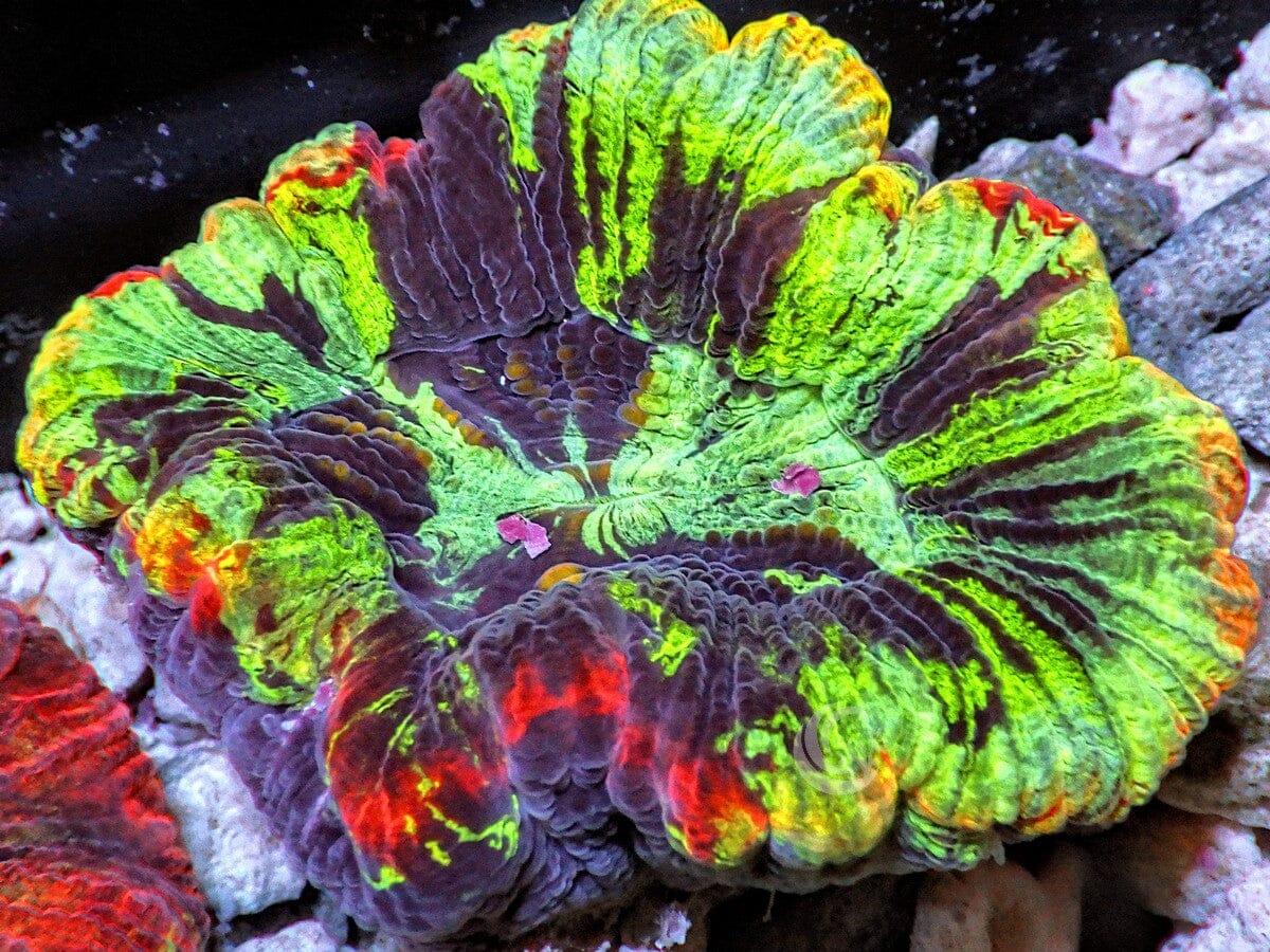 Rainbow Button Trachyphyllia