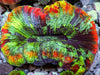 Rainbow Button Trachyphyllia