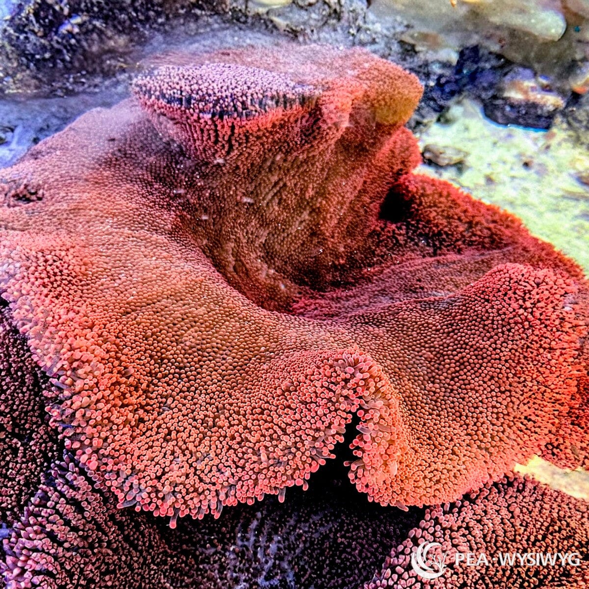 WYSIWYG Red Haddoni Carpet Anemone in reef aquarium at Pacific East Aquaculture