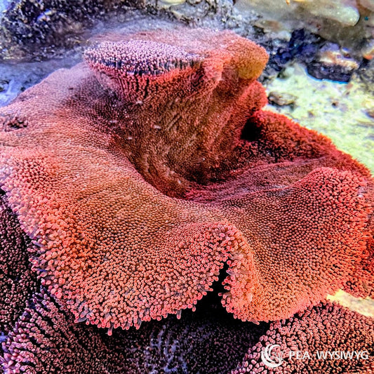 WYSIWYG Red Haddoni Carpet Anemone in reef aquarium at Pacific East Aquaculture