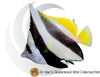 Black & White Bannerfish