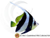 Heniochus acuminatus Bannerfish