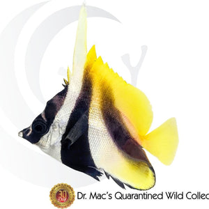 Masked Bannerfish (Heniochus monoceros) saltwater aquarium fish with black and white body, yellow accents, masked face pattern, and long banner-like dorsal fin