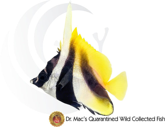 Masked Bannerfish (Heniochus monoceros) saltwater aquarium fish with black and white body, yellow accents, masked face pattern, and long banner-like dorsal fin