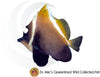 Humphead Bannerfish