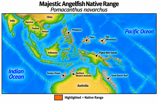 Native range map of Majestic Angelfish (Pomacanthus navarchus), highlighting its Indo-Pacific distribution from Indonesia and the Philippines through Palau and Yap to Papua New Guinea, south to Rowley Shoals, northern Western Australia and the Great Barrier Reef.