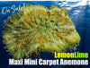 "Our Pick" Lemon-Lime Maxi Mini Carpet Anemone
