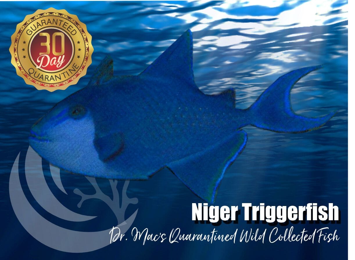 Niger Triggerfish