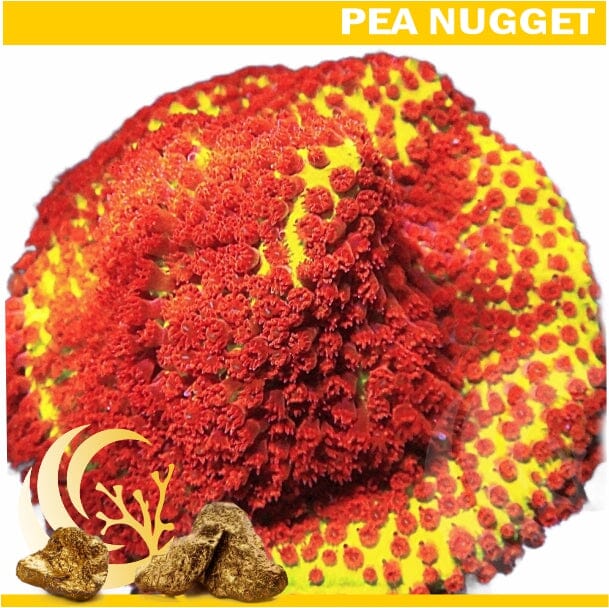 Loyalty Product: Burning Banana Stylocoeniella
