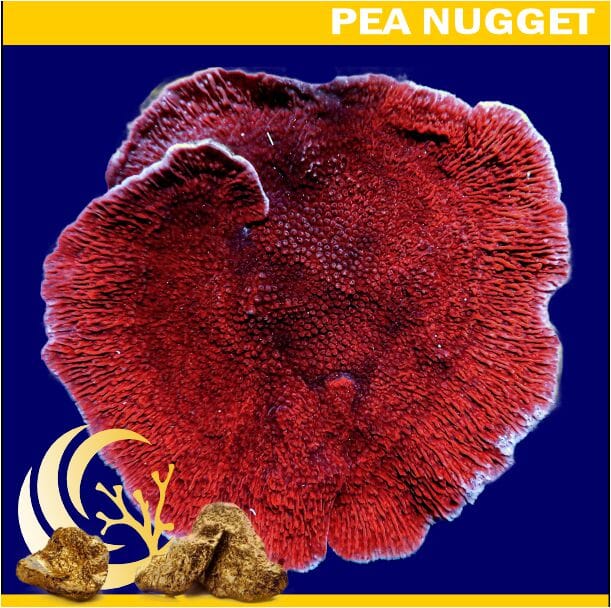 Loyalty Product: Cherry Plating Montipora