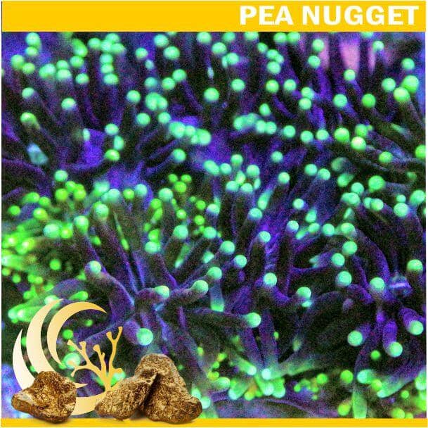 Loyalty Product: Shimmering Green Galaxea