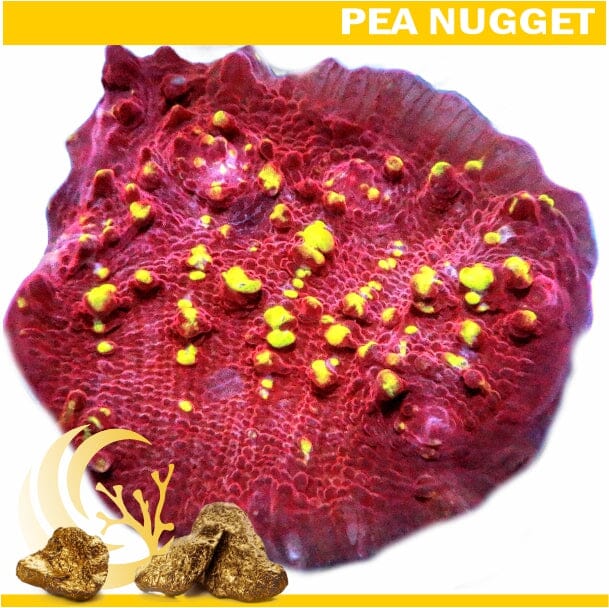 Loyalty Product: Gold Nugget Chalice