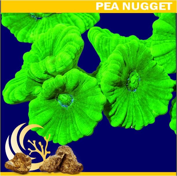 Kryptonite Caulastrea