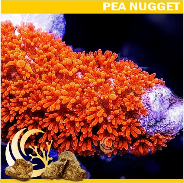Orange Branching Montipora
