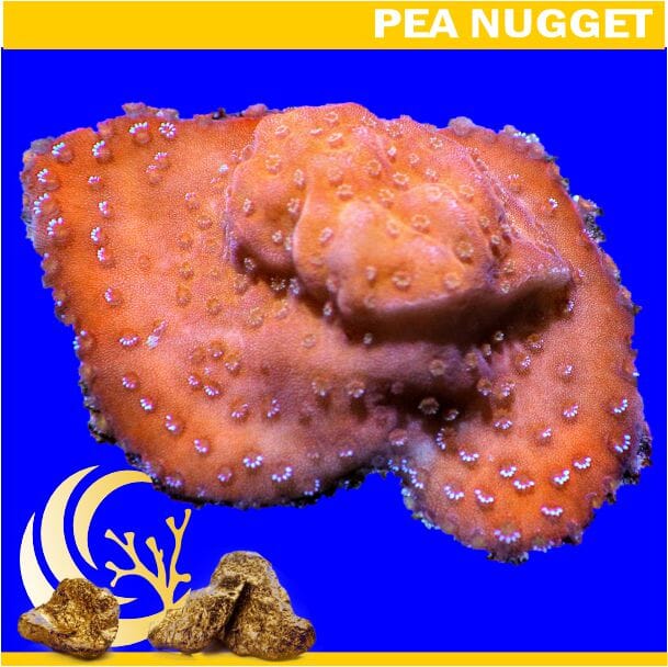 Loyalty Product: Orange Sherbert Montipora