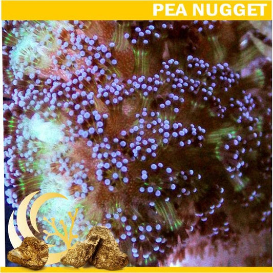 Loyalty Product: Purple Polyp Stylophora