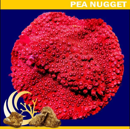 Loyalty Product: Red Hot Lava Cyphastrea
