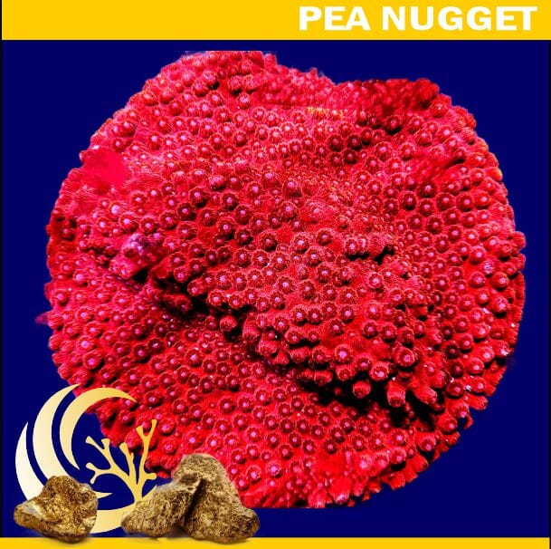 Loyalty Product: Red Hot Lava Cyphastrea