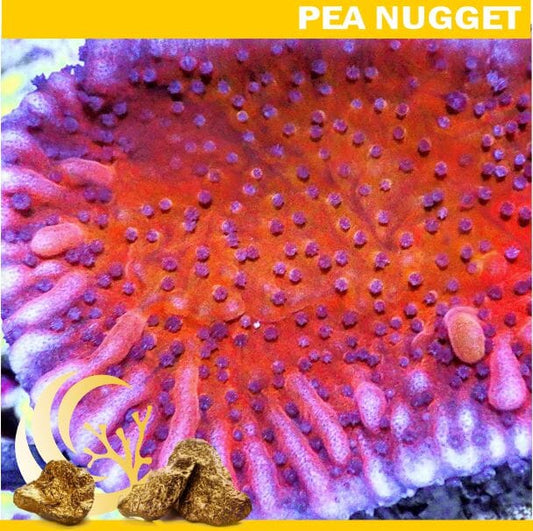Loyalty Product: Strawberry Medusa Montipora