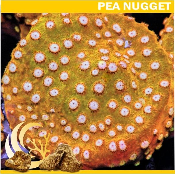 Loyalty Product: Super Orange Cyphastrea