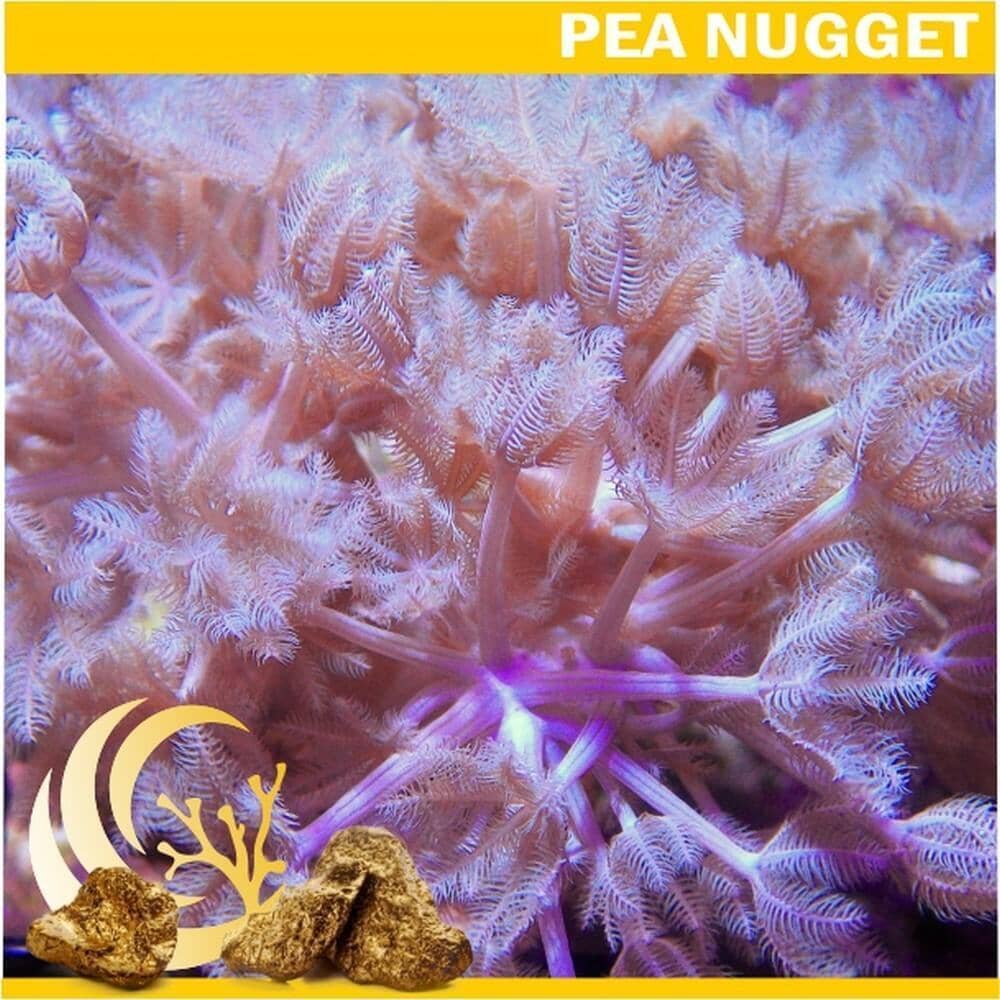 Rapid Pulsing Xenia - Chunky