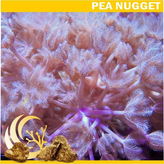 Rapid Pulsing Xenia - Chunky