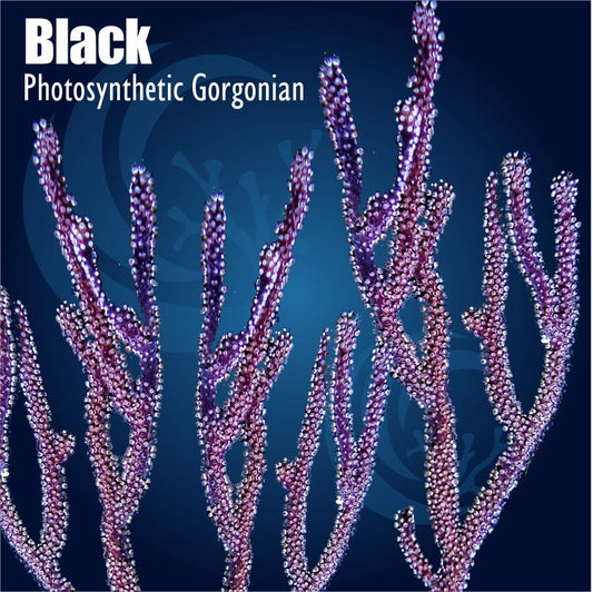 Purple photosynthetic gorgonian coral on a dark blue background with 'Black' text.