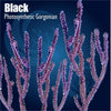 Purple photosynthetic gorgonian coral on a dark blue background with 'Black' text.