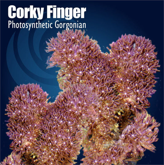 Corky Finger Photosynthetic Gorgonian coral with text on a dark blue background