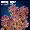 Corky Finger Photosynthetic Gorgonian coral with text on a dark blue background