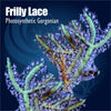 Close-up of frilly lace photosynthetic gorgonian with text overlay on a dark blue background