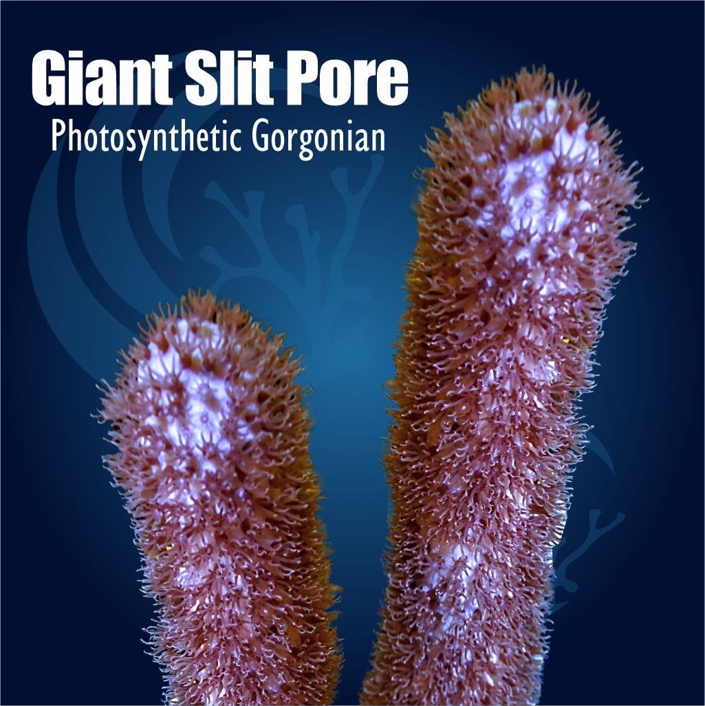 Giant Slit Pore Photosythetic Gorgonian