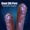 Giant Slit Pore Photosythetic Gorgonian